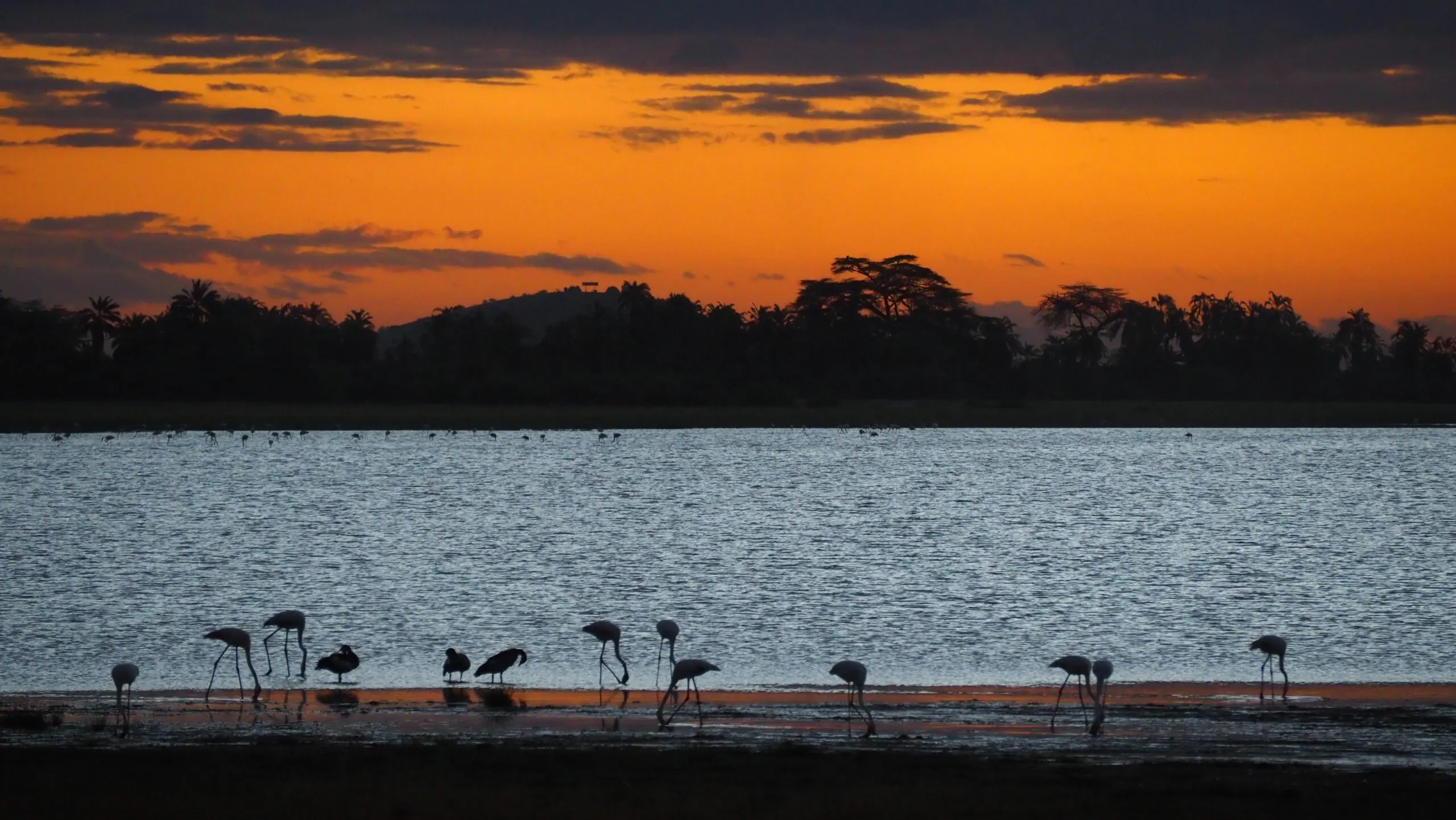 Mongabay: ‘An epidemic of suffering’: Why are conservationists breaking down?